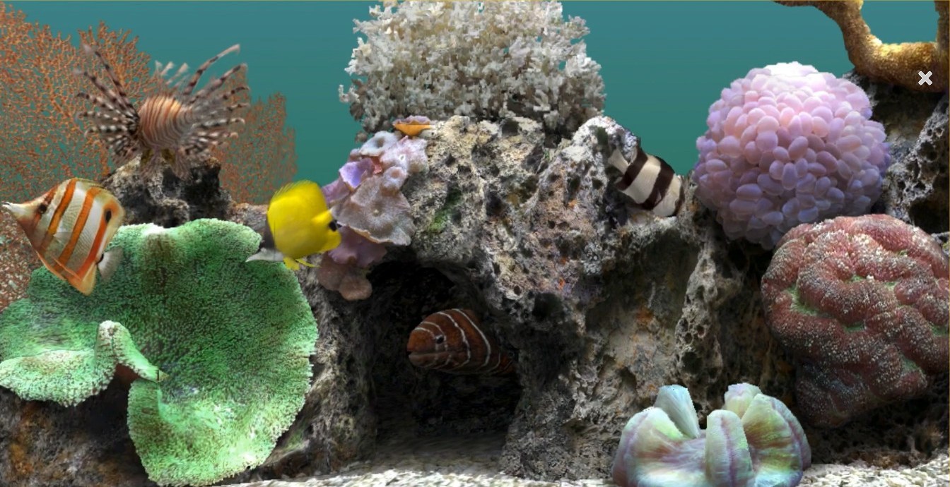 לחץ על התמונה לגרסה מוגדלת.   שם:	SerenescreenMarineAquarium.jpg  צפיות:	0  גודל:	233.9 קילובייט  מק